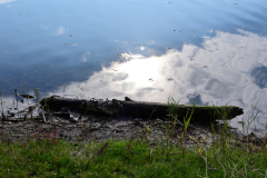NZ6_7709.jpg