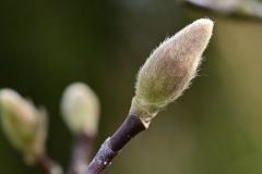 Z62_4306.JPG