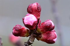 Z62_4369.JPG