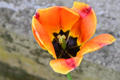 Z62_4955.jpg