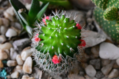 Z62_5877.jpg