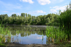 Z62_6699.jpg